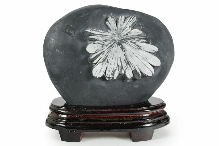 Polished Chrysanthemum Stone in Wood Base - China #352114